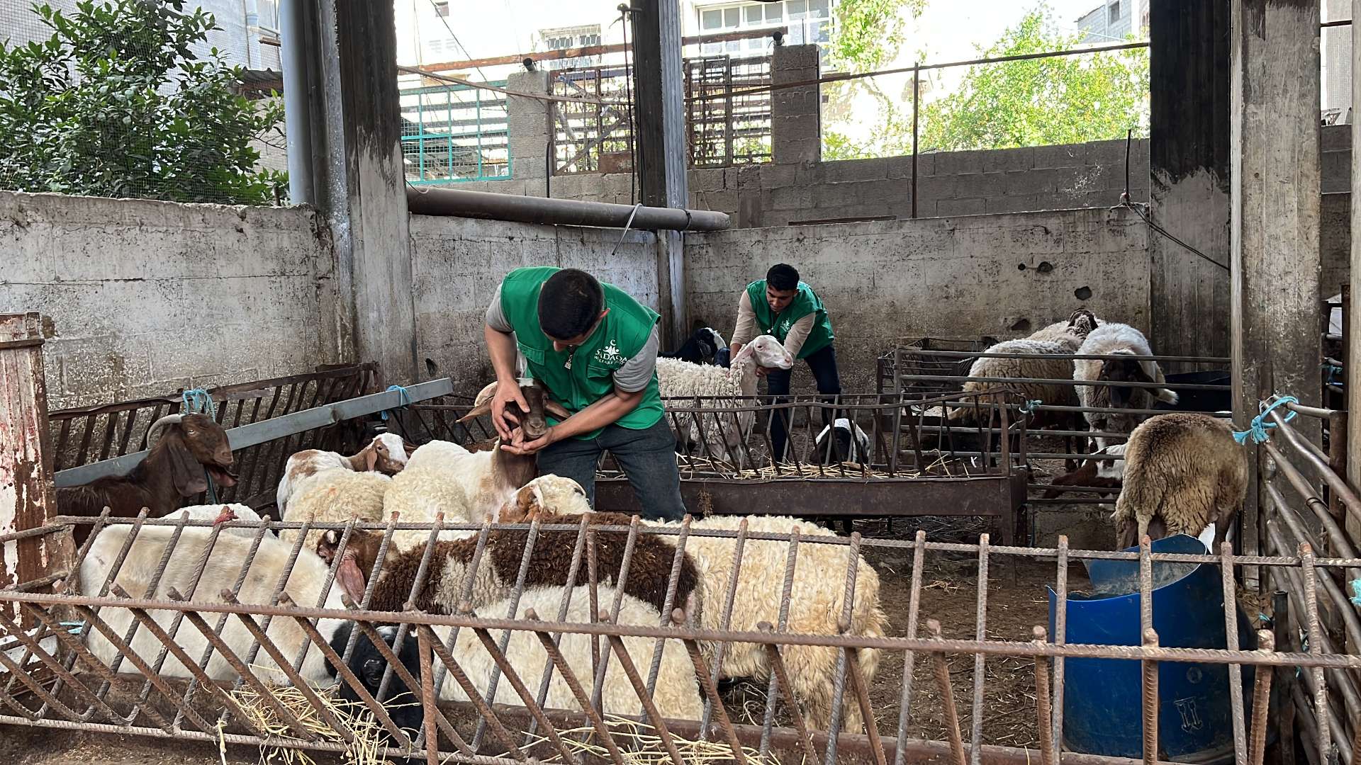 Gaza Qurban